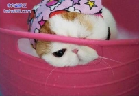 谁家的猫了，最近老出来卖萌（8张）