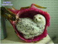 吃火龙果的境界