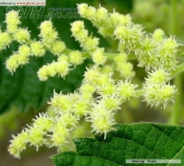 中草药大全―苎麻