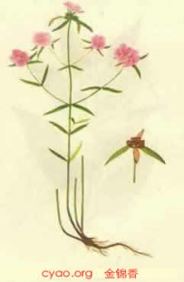 中草药大全―金锦香