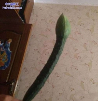 黄瓜进化论