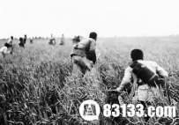 国民党整编74师覆灭原因