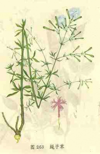 中草药大全―蝇子草