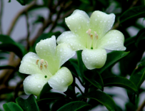客厅摆放什么植物好