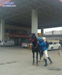 成都男子因买不到车票骑马穿国道回家