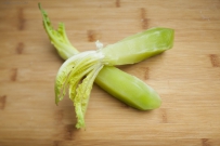 夏秋播莴笋催芽方法