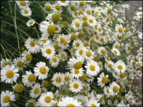 中草药大全―狗哇花