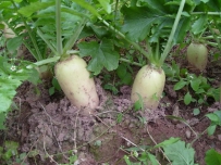 夏萝卜栽培要点
