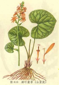 中草药大全―山紫菀