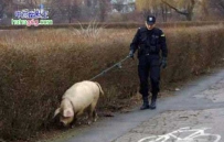 什么时间警犬改警猪了？