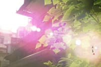 立夏时节蔬菜病虫害防治指南