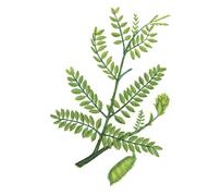 中草药大全―石莲子