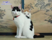 脸大就是藏不住啊