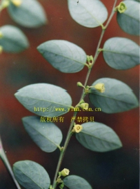 中草药大全―跳八丈