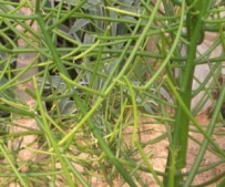 中草药大全―绿玉树