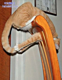 笨手笨脚的猫咪