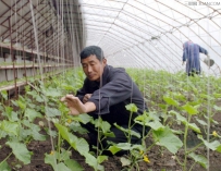 谷雨时节农事总指南