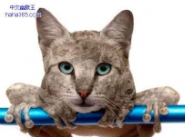 尼玛，这是什么