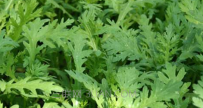 茼蒿种植