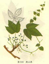 中草药大全―爬山虎