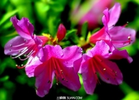 锦绣杜鹃的功效与作用