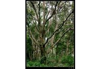 中草药大全―五指山参