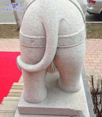 好性感的大象屁屁