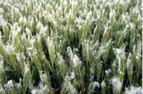 瑞雪兆丰年：降雪的益处