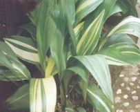 中草药大全―蜘蛛抱蛋