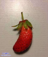 快说，你和茄子是什么关系？