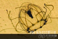 盘点世界上最极端的6种生物（图）