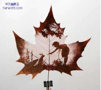 梧桐叶上的美丽风景（5张）