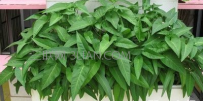 家庭种植什么蔬菜
