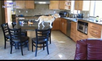 天才猎犬搬凳子开微波炉成功偷吃