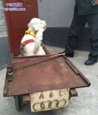 大爷，是坐车还是拉货啊！