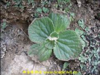 中草药大全―牛耳草