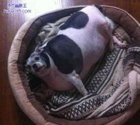 小汪，你为何放弃运动