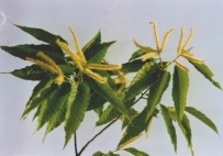 中草药大全―锥栗