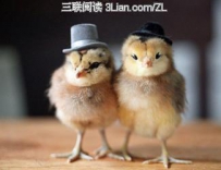 鸡住白细胞虫病如何防治