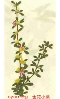 中草药大全―小檗