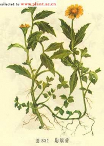 中草药大全―蟛蜞菊