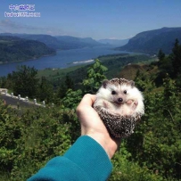 爱旅游的刺猬（13张）