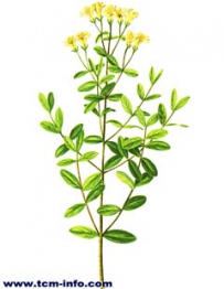 中草药大全―赶山鞭