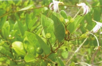 中草药大全―苦树
