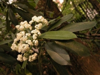 中草药大全―石楠