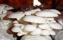 平菇栽培的常用原料