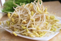 加压法速生豆芽效益高
