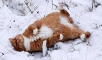 当喵星人遇到下雪天（20张）