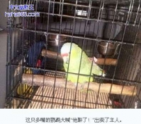 男子酒驾遇检查 遭宠物鹦鹉出卖“他醉了”