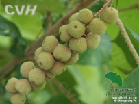 中草药大全―毛桐